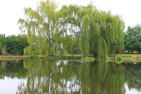 Weep No More My Lady A Willow almost adds a air of mystery, brings out the romance in any setting.  Salix babylonica,Weeping willow,landscape,mystery,romance,shrubs,trees