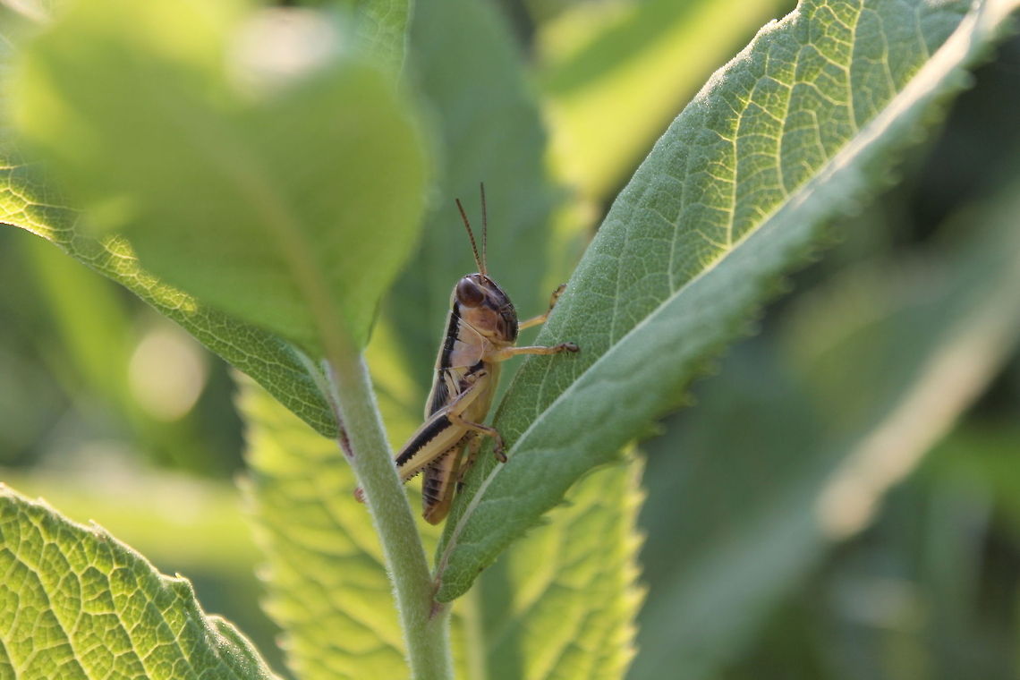 Grasshopper Catching a shot of this guy was not an easy task! Ducking behind leafs and jumping.. it took a moment to get a good shot!  Conalcaea huachucana,Farming,Geotagged,Huachuca Grasshopper,Midwest,Missouri,Pest,United States,UnitedStates,grasshopper,melanoplus,ponderosus