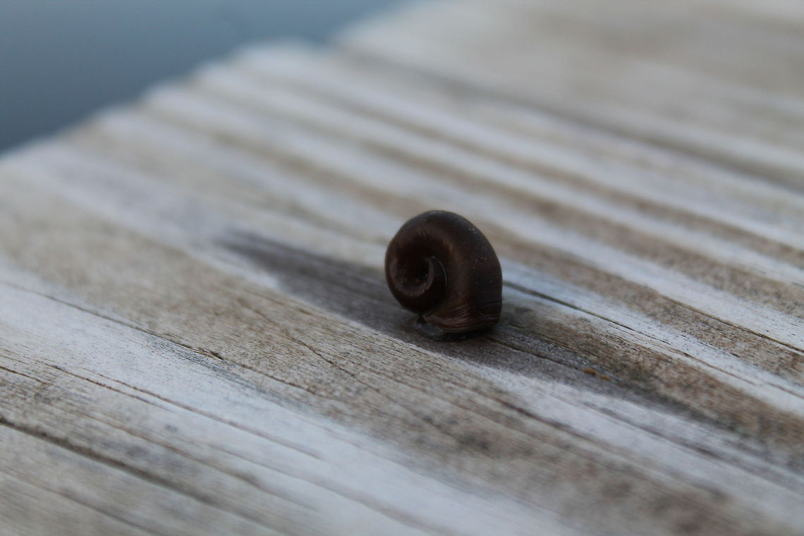 Ramshorn Snail Taken at duck on the dock over our pond.  Gastropoda,Missouri,aquatic,freshwater,pondsnail,ramshornsnail,snail
