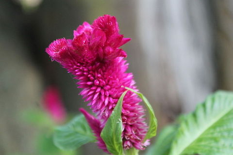 Cockscomb These coxcomb flowers have been around for generations, saving seeds and replanting. They grow beautifully in our part of the United States and will be twice as big in a few weeks.  Celosia argentea,Geotagged,Midwest,Missouri,United States,UnitedStates,cockscomb,coxcomb,floraculture,flowers,heirloom,nature