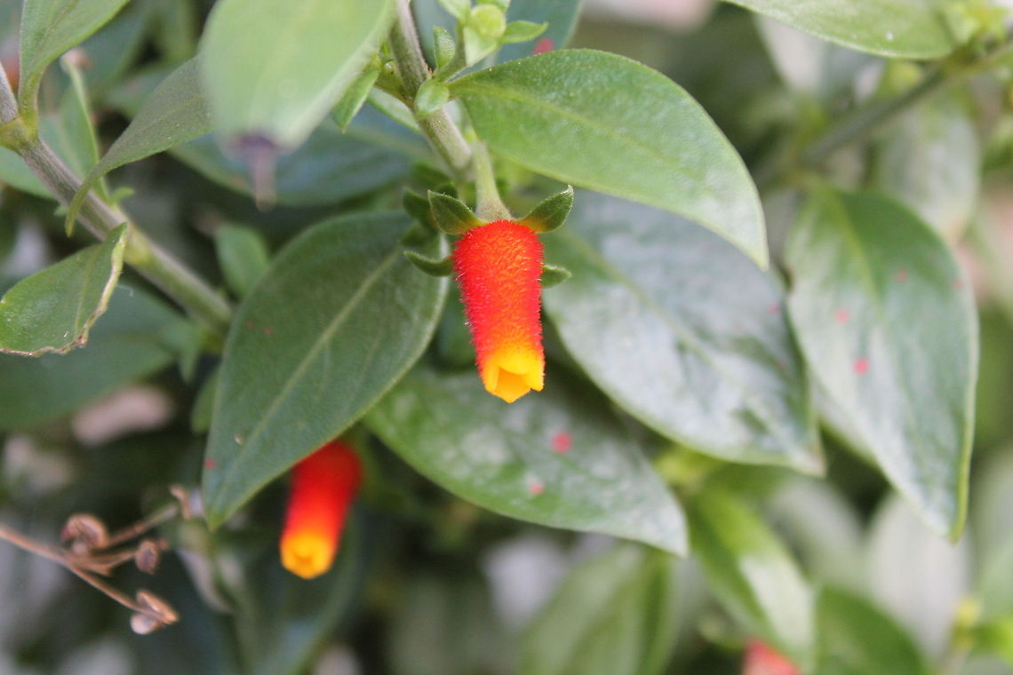 Candy Corn Vine This beautiful vine is a vivid bright orange with a bright yellow tip thus earning it the nick name "candy corn vine"; which just happens to be my favorite fall candy, so who could resist the urge to catch it in a photo? Candy Corn Vine,Manettia luteorubra,United States,candycorn,flora,floraculture,nature,vine