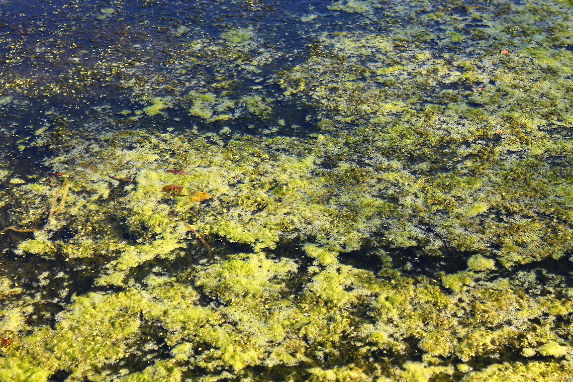 Hide and Seek with an American Bullfrog On my daily trip out to the pond with my Cannon Rebel T3 what do I see peeking out at me but this lovely American Bullfrog, he matches his surroundings almost perfectly! American Bullfrog,Rana catesbeiana,United States,frog,missouri,pond life