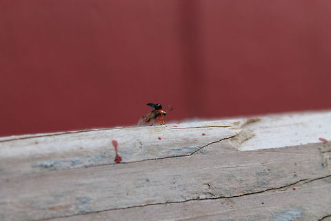 Beetle ready for flight I got this shot just before take off, his flight was short and I did get other shots but I like the action in this one. Disonycha politula,Missouri,United States,flea beetle,green and red beetle,green beetle