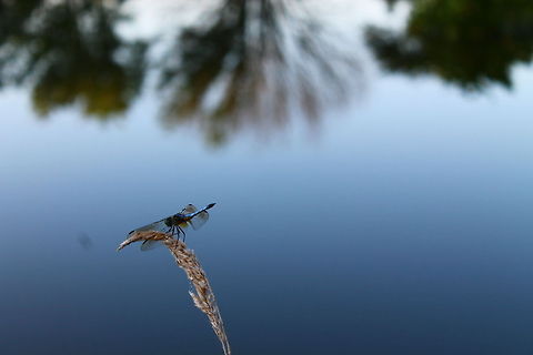 Dragon Fly at Dusk Nothing like a stroll by the pond to discover beauty.   Blue Dasher,Geotagged,Missouri,Pachydiplax longipennis,United States,dragonfly