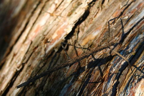 Northern Walking Stick Tonight was my tow for one special, two of these guys with different disguises within 10 feet of each other, what a nice surprise. Common walkingstick,Diapheromera femorata,Geotagged,Missouri,Stick insects,United States