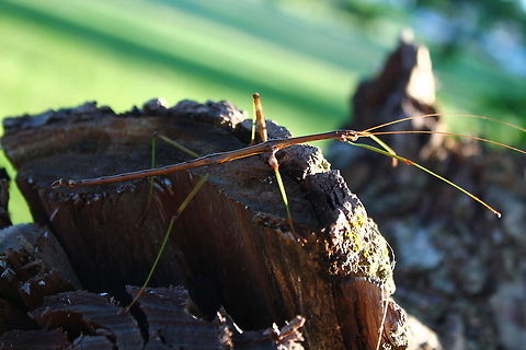 Walking Stick An easy capture in the early evening, it's nice to find a creature that moves slow and easy for a good shot. Common walkingstick,Diapheromera femorata,Geotagged,Midwest,Missouri,Stick insects,United States