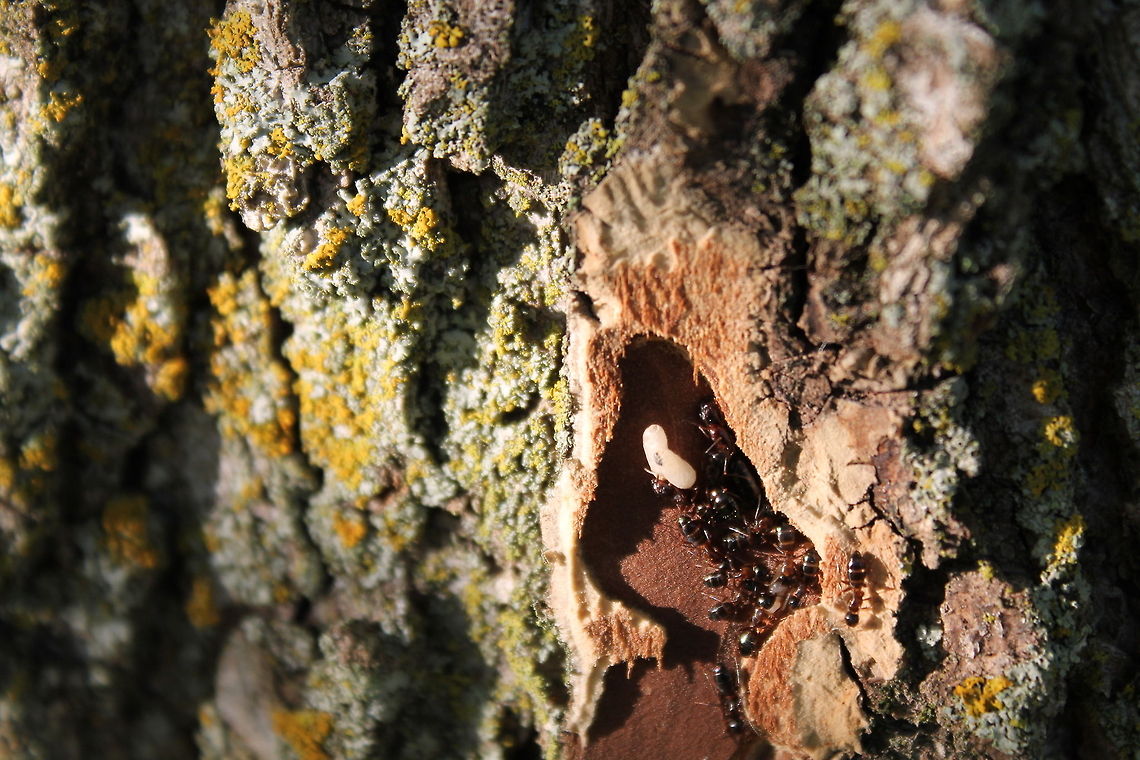 Carpenter Ants and Larva Out of curiosity sake I peeled off a small piece of bark on my trail around the house this evening and I found ants hard at work caring for their larva.. unfortunately, I am sure, they now have to relocate. Black carpenter ant,Camponotus pennsylvanicus,Geotagged,Missouri,United States,carpenter ant,larva