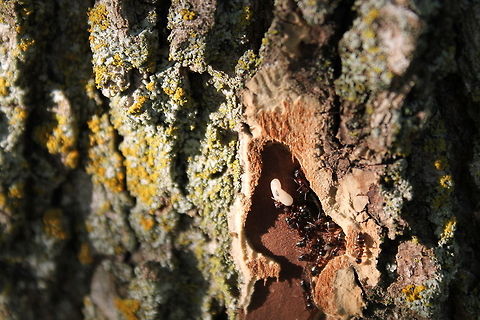 Carpenter Ants and Larva Out of curiosity sake I peeled off a small piece of bark on my trail around the house this evening and I found ants hard at work caring for their larva.. unfortunately, I am sure, they now have to relocate. Black carpenter ant,Camponotus pennsylvanicus,Geotagged,Missouri,United States,carpenter ant,larva