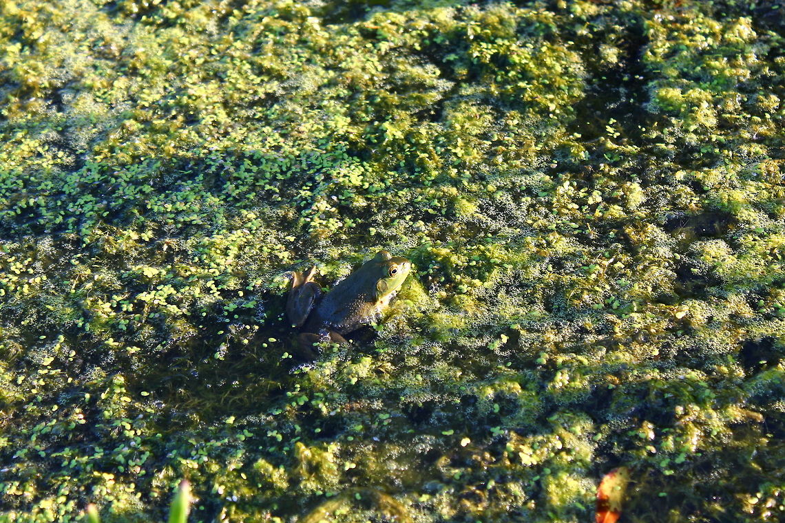 Young American Bullfrog This little guy is trying to pretend I am not there while I lurk behind him, he started on the deck of the pond; I missed that shot but got this one. American Bullfrog,Geotagged,Midwest,Missouri,Pond life,Rana catesbeiana,United States,aquatic