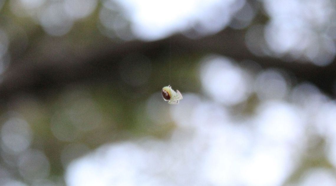Flower Spider Dangling My husband has great eyes and spotted this little fellow before he scooted up the tree, I did crop the picture to bring out his gorgeous detail . Not sure why the site is saying this was captured in 1970?, I took the picture on August the 26th 2014, same spider same day as in the other photo. Photo taken with my Cannon Rebel T3. Goldenrod crab spider,Missouri,Misumena vatia,United States,flower spider