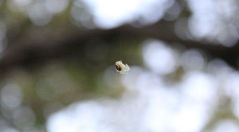 Flower Spider Dangling My husband has great eyes and spotted this little fellow before he scooted up the tree, I did crop the picture to bring out his gorgeous detail . Not sure why the site is saying this was captured in 1970?, I took the picture on August the 26th 2014, same spider same day as in the other photo. Photo taken with my Cannon Rebel T3. Goldenrod crab spider,Missouri,Misumena vatia,United States,flower spider