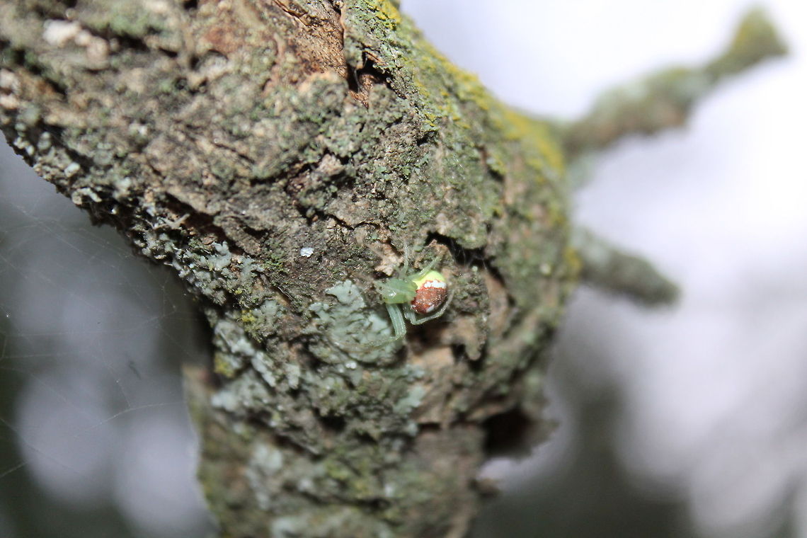 Spider After I frightened the poor little guy he found a nice resting spot in this branch, I am sure he was glad when I removed the camera from his lovely little face. Flower Spider,Goldenrod crab spider,Missouri,Misumena vatia,United States,green and red spider