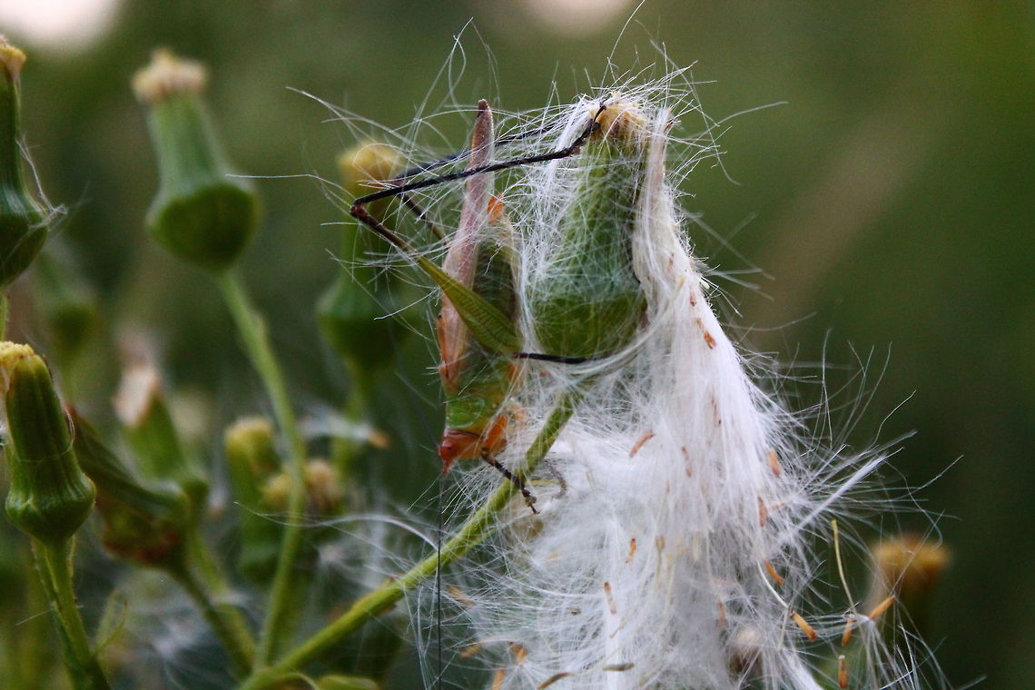 Black Legged Meadow Katydid This shot was quite fun to get, as the katydid kept dodging behind the plant to get away from but patience paid off! Black legged katydid,Black-legged Meadow Katydid,Geotagged,Missouri,Orchelimum nigripes,United States,Unitedstates,katydid,midwest