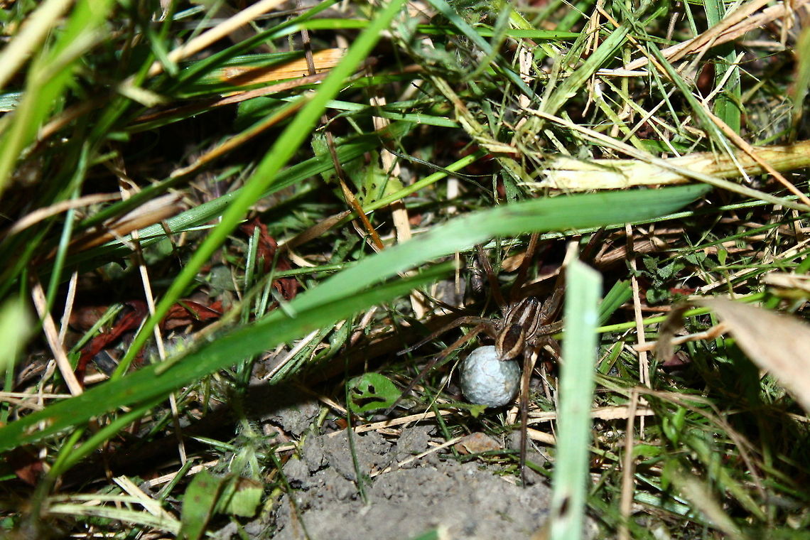 Wolf Spider This evening stroll around the pond brought this surprise, after just a few shots she was completely gone.  I am certainly beginning to get over my fear of spiders. Missouri,Parental care,Rabidosa rabid,Rabidosa rabida,Rustic wolf spider,Trochosa ruricola,United States,egg sack,spider eggs,wolf spider