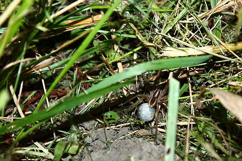 Wolf Spider This evening stroll around the pond brought this surprise, after just a few shots she was completely gone.  I am certainly beginning to get over my fear of spiders. Missouri,Parental care,Rabidosa rabid,Rabidosa rabida,Rustic wolf spider,Trochosa ruricola,United States,egg sack,spider eggs,wolf spider