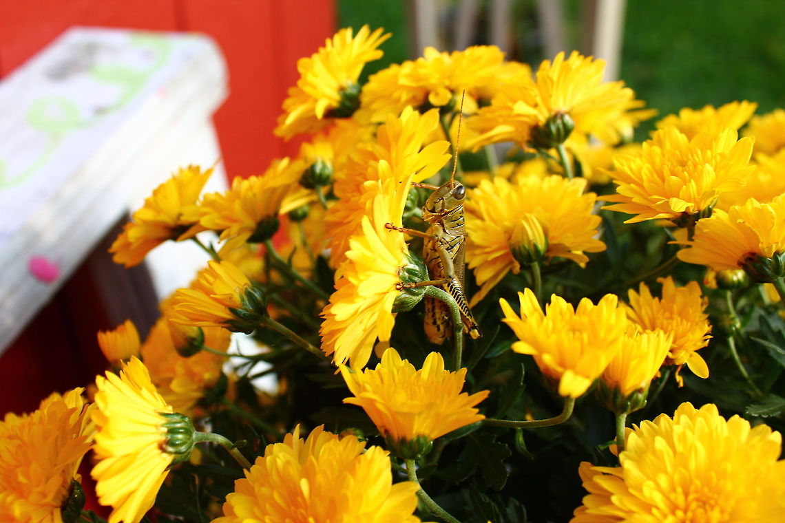 Grasshopper on Mums I received these beautiful mums for helping the Elementary School bus drivers for a week, they look gorgeous next to the barn red,  it will be a pleasure to drive up and see them every day....seems the grasshopper thinks so too. Chrysanthemum morifolium,Geotagged,United States,flower,garden flower,mum,yellow mum
