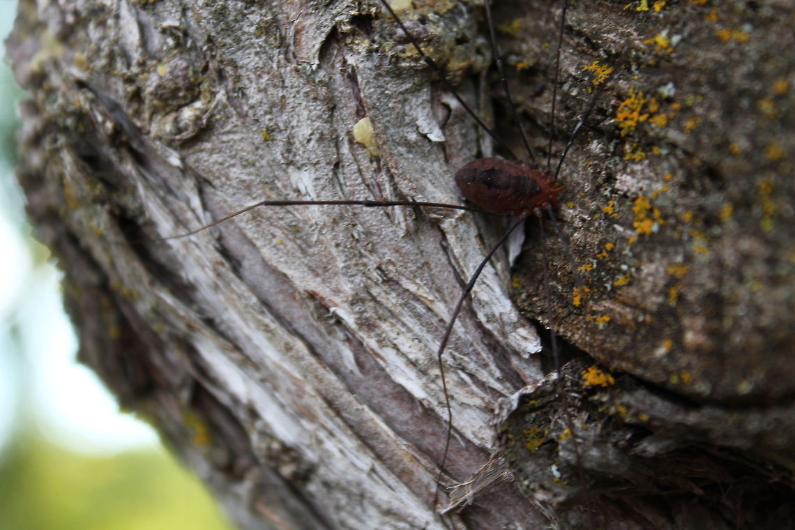 Daddy Longlegs The ONLY spider that doesn't frighten me to get to close to! He was just quietly roaming on the tree this afternoon. Arachnida,Daddy longlegs,Harvestman,Leiobuninae,Leiobunum,Missouri,Opiliones,Rural,Sclerosomatidae,United States