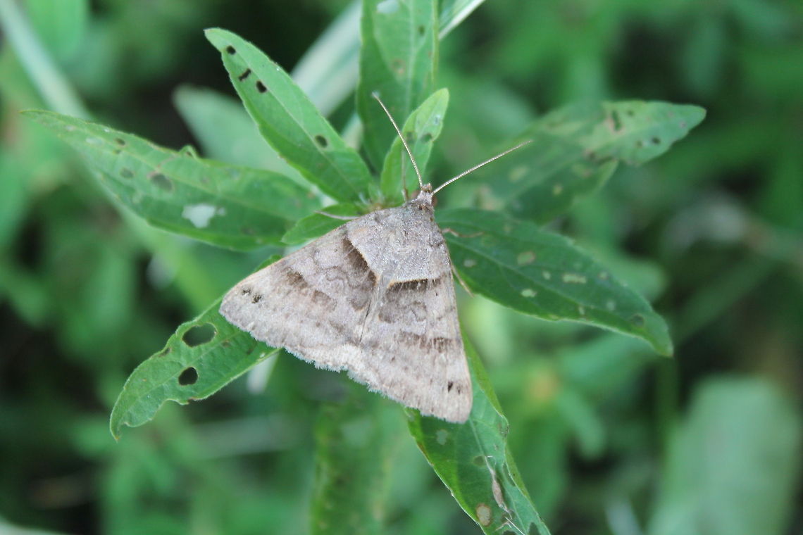 Missouri Moth These moths are everywhere in the yard this year, not a lot of color but something has to be said about an abundant species API,Caenurgina erechtea,Geotagged,Melanolophia,Missouri,Missouri Moth,Rural America,United States,moths
