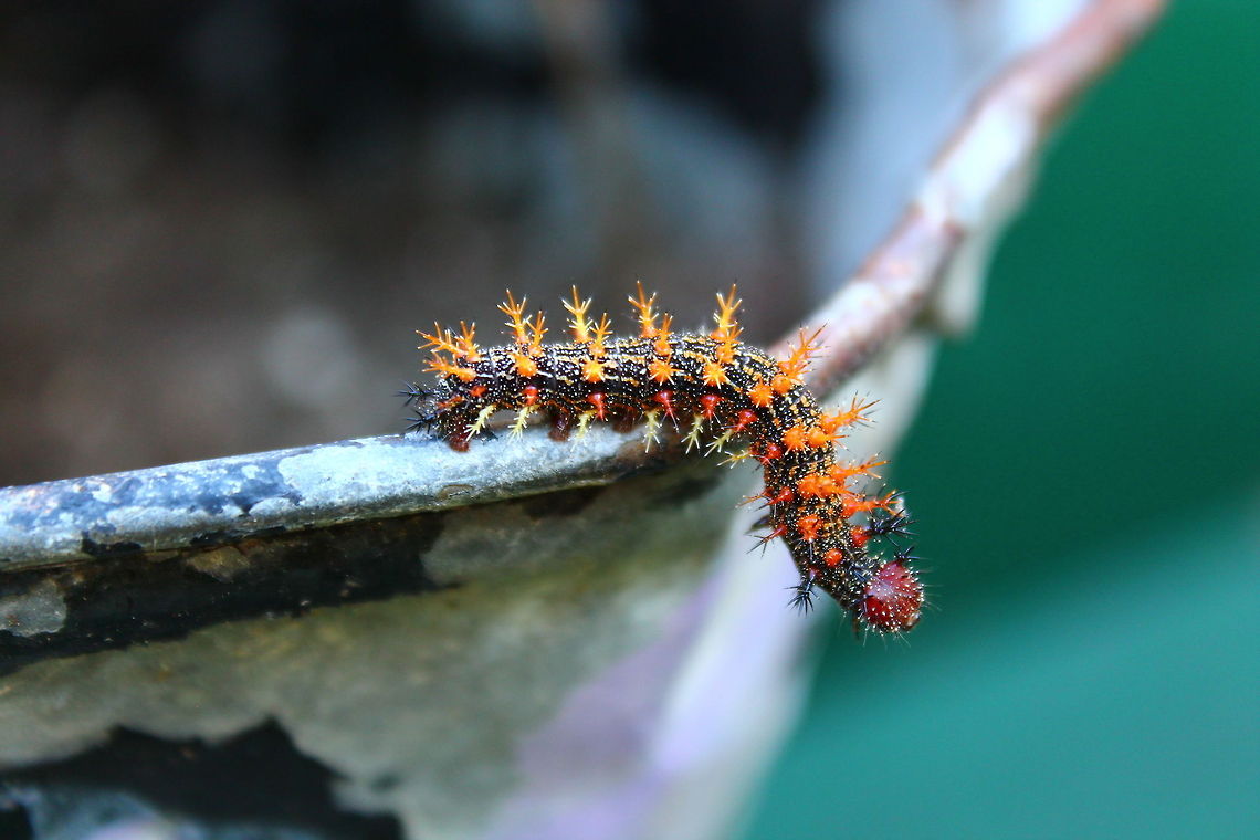 Question Mark Caterpillar What a gorgeous specimen! So intricate and so much detail, what a lot of show for something that will blossom into something even more beautiful! Geotagged,Larvae,Missouri,Polygonia interrogationis,Question Mark,United States,butterfly