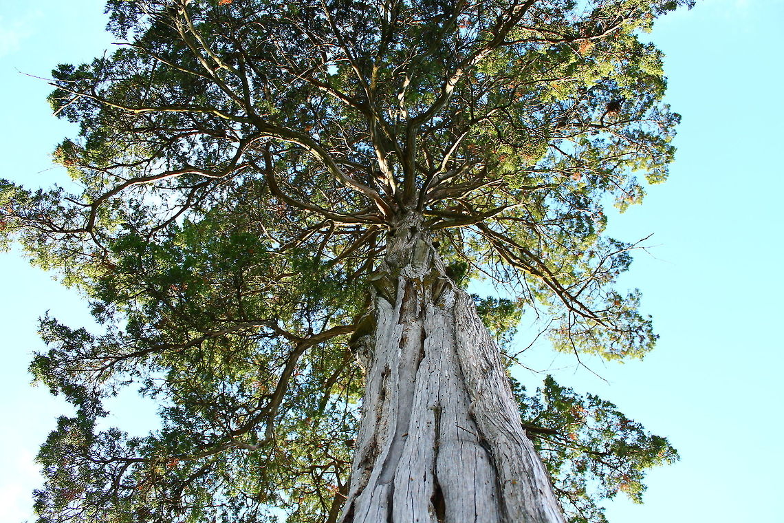 Eastern Red Cedar This tree adorns the front yard, when the property was cleared for the house the tree was left because of the grandness it possesses... one day I am sure it will have to come down but for now it stays.  Cedar,Cupressaceae,Eastern Red Cedar,Eastern Red-cedar,Geotagged,Juniperus virginiana,Red Cedar,Tree,United States