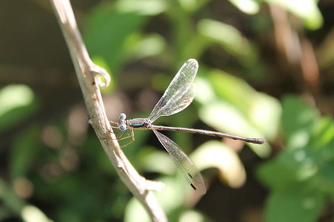 Damsel Not in Distress I really have had a hard time catching a close up shot of a damselfly, but this pretty lady sat very still for me and let me get comfortably close Eastern Forktail,Ischnura verticalis,Midwest,Missouri,Rural,United States,damselfly