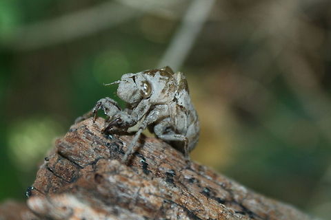 Annual Cicada Exoskeleton I can't believe how many of cicadas we have this year, their exoskeletons cling everywhere. Midwest. Missouri,Superb dog-day cicada,Tibicen superbus,United States,exoskeleton