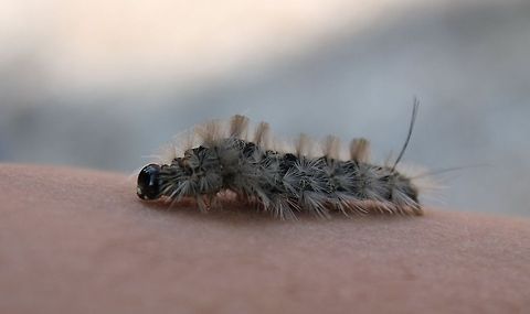 Walnut Caterpillar This guy hitched a ride back after we took pictures of the mass, after pictures were taken we did discard him as we do not want them spreading in our trees. Datana integerrima,Missouri,Unites States,Walnut caterpillar,rural america,walnut moth