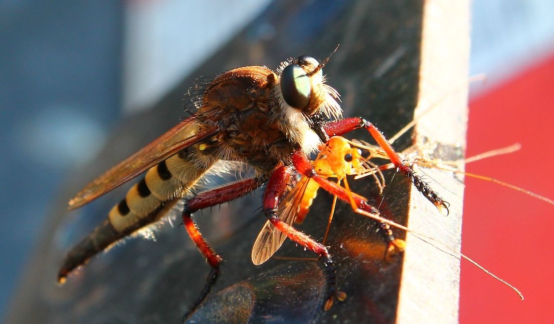 LUNCH! Caught this guy eating his lunch on the lawn mower this afternoon, glad my camera was just inside the door. Taken with my Cannon Rebel T3... I did crop out some of the mower in the back ground using photo pro Geotagged,Missouri,Promachus,Promachus hinei,Robber fly,Rural America,United States,fly,robberfly