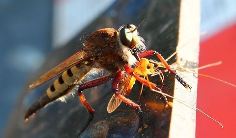 LUNCH! Caught this guy eating his lunch on the lawn mower this afternoon, glad my camera was just inside the door. Taken with my Cannon Rebel T3... I did crop out some of the mower in the back ground using photo pro Geotagged,Missouri,Promachus,Promachus hinei,Robber fly,Rural America,United States,fly,robberfly