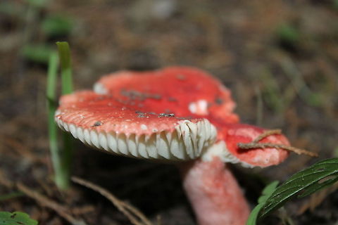 Fungi  Fungus,fungi,red fungi
