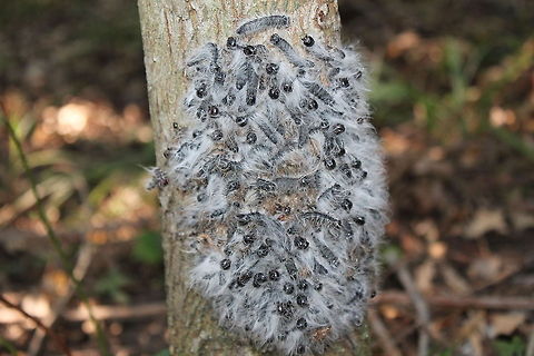 Walnut Caterpillars Ready for Molting These caterpillars will eventually develop into Walnut moths.  They are considered a pest and will strip trees of their leaves, when they are ready to molt they move onto the tree trunk in a large mass like this, it really is quite a disturbing site. My brother found this mass and took me back so I could get some pictures. Datana integerrima,Missouri,United States,caterpillar mass,walnut caterpillar,walnut moth