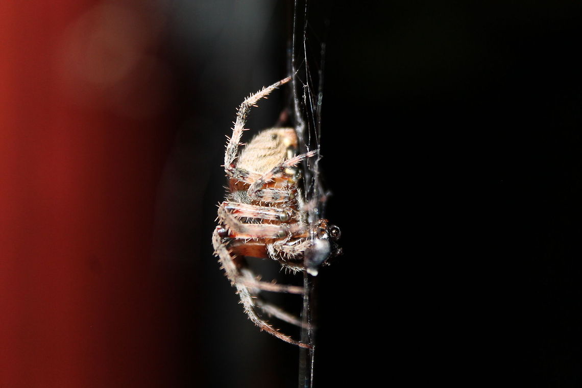 Arboreal Orb Weaver A nice surprise hanging by the porch light Missouri,Neoscona crucifera,nature,nightlife,orb weaver,rural,spider