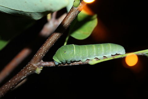 Eastern Tiger Swallowtail Caterpillar My strolls around the yard have become scare these days since school has started and life has once again gotten busy.. I am missing my time behind the lens!  I did see this guy tonight though and had to make time to capture him in a picture, I am really hoping he stays put for the whole metamorphosis.  Eastern Tiger Swallowtail,Papilio glaucus,bugs,butterfly,caterpillar,nature