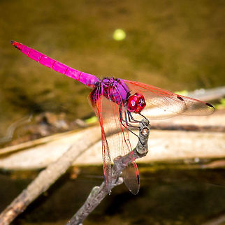Pink Dragonfly Pink dragonfly that I took in early 2013 in the forests of North Thailand. Crimson Marsh Glider,Trithemis aurora,bug,dragon,dragonfly,insect,macro,pink,thailand
