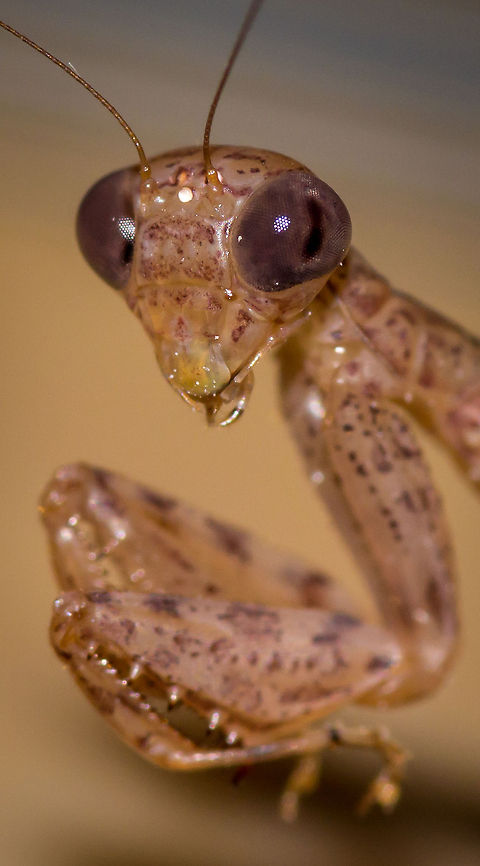 Praying Mantis This mantis landed on my friend&#039;s guitar whilst we were playing for the local monks in North Thailand. bug,insect,macro,mantis,praying mantis,thailand