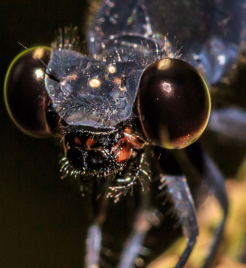 Dragonfly closeup Closeup of a black dragonfly I took in North Thailand. bug,closeup,dragonfly,fly,insect,macro,thailand