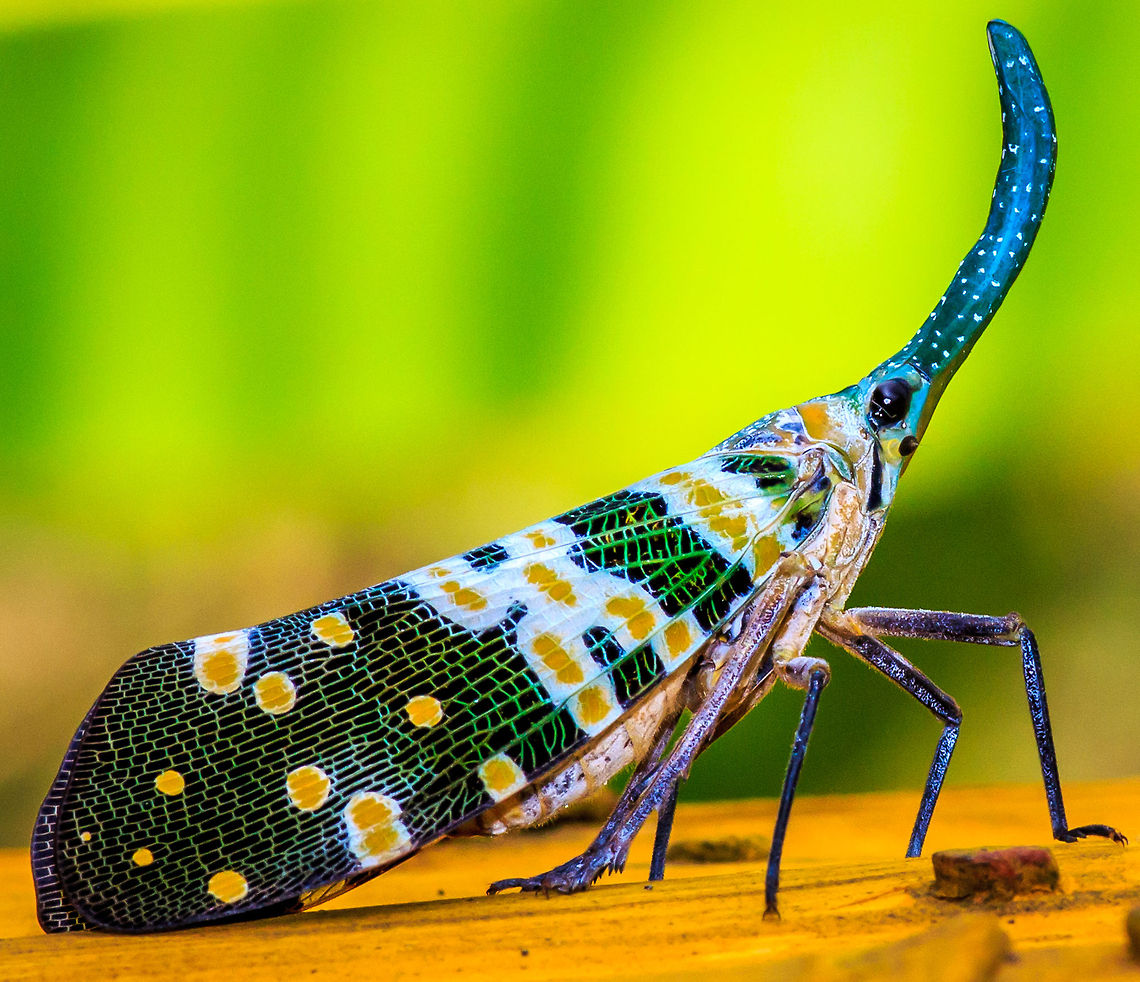 Lantern Fly The Lantern Fly is a bug found on trees between the months of June and September, at two different times of the evening, between 4pm to 7pm, then again from 11pm to 8am. It is uncommon, and can be found in the rain aswell as on clear evenings. As with Oak Silk Moths, they are very skittish so extra care must be taken with approach. They are not related to fireflies. Lantern Bug,Pyrops spinolae,bug,fly,insect,lantern fly,macro,thailand