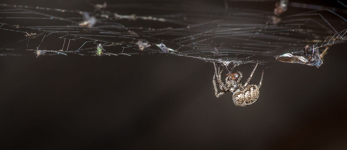 A spider collects flies in it's web. Taken near Pai, in the north of Thailand. bug,insect,macro,predator,prey,spider,spider web,thailand,web