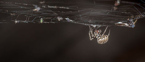 A spider collects flies in it's web. Taken near Pai, in the north of Thailand. bug,insect,macro,predator,prey,spider,spider web,thailand,web