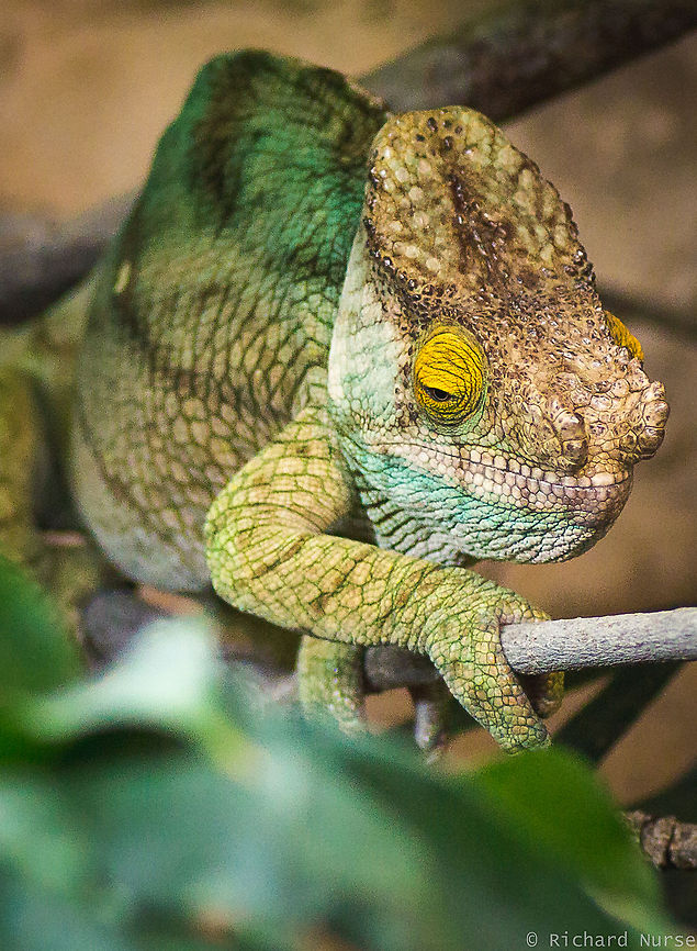 Chameleon The ultimate camouflage of the chameleon. Calumma parsonii,Parsons chameleon,animal,camouflage,chameleon,lizard,wildlife