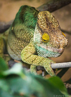Chameleon The ultimate camouflage of the chameleon. Calumma parsonii,Parsons chameleon,animal,camouflage,chameleon,lizard,wildlife