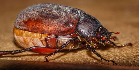 Female Melolonthidae, Thailand A female of the family Melolonthidae from Thailand Melolonthidae,beetle,bug,closeup,insect,macro,thailand,wildlife