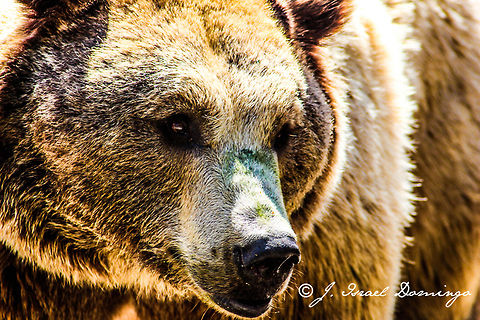 Brown Bear Beautiful specimen Grizzly bear,Ursus arctos
