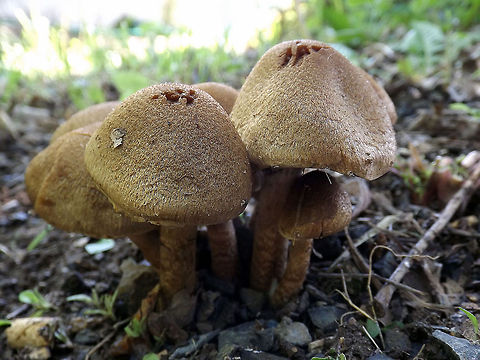 Shrewnd Macro shot of a cluster of wild mushrooms which I found growing near a tree in my back yard in Stockertown, Pa. I am not sure of the type of mushroom. macro,mushroom,nature