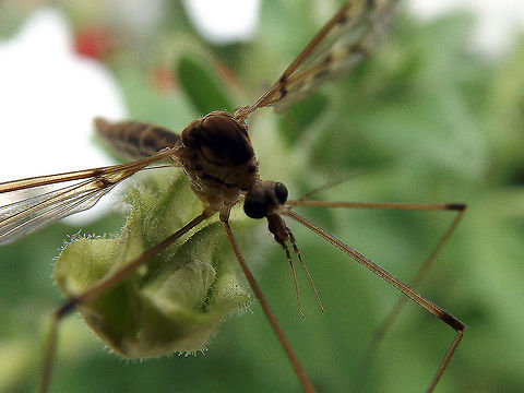 Stop Staring At Me Macro of a mosquito at rest on a flower bud in my flower bed. Location: Stockertown, PA. closeup,flying insects,macro,mosquito,nature