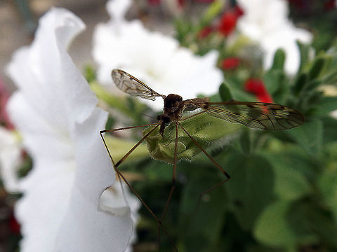 Hanging out Mosquito at rest on a flower bud in my flower bed. Location: Stockertown, PA. close up,flying insect,macro,mosquito,nature