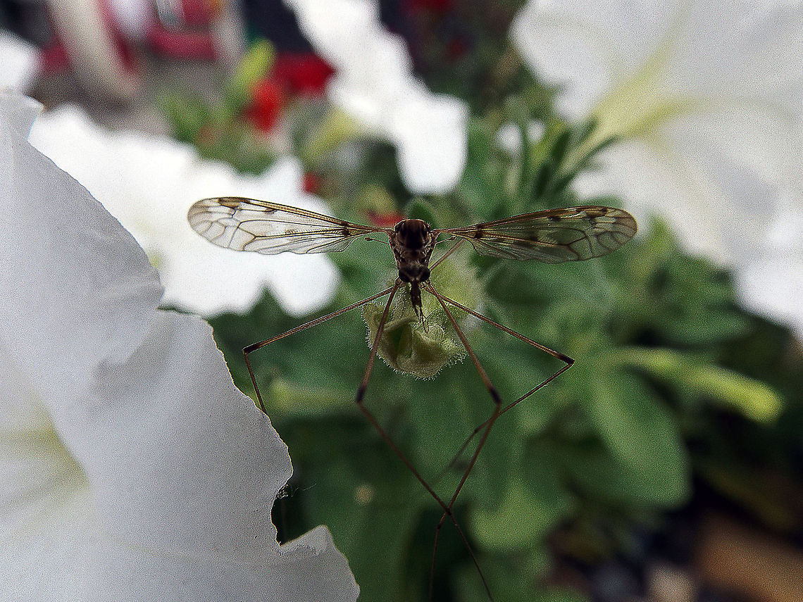 Angry Skeeter Mosquito at rest on a flower bud in my flower bed. Location: Stockertown, Pa. closeup,crane fly,flying insect,macro,nature