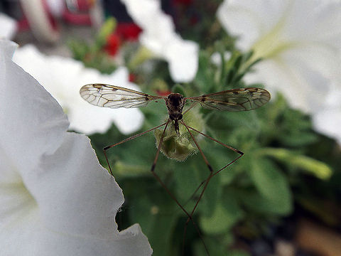 Angry Skeeter Mosquito at rest on a flower bud in my flower bed. Location: Stockertown, Pa. closeup,crane fly,flying insect,macro,nature