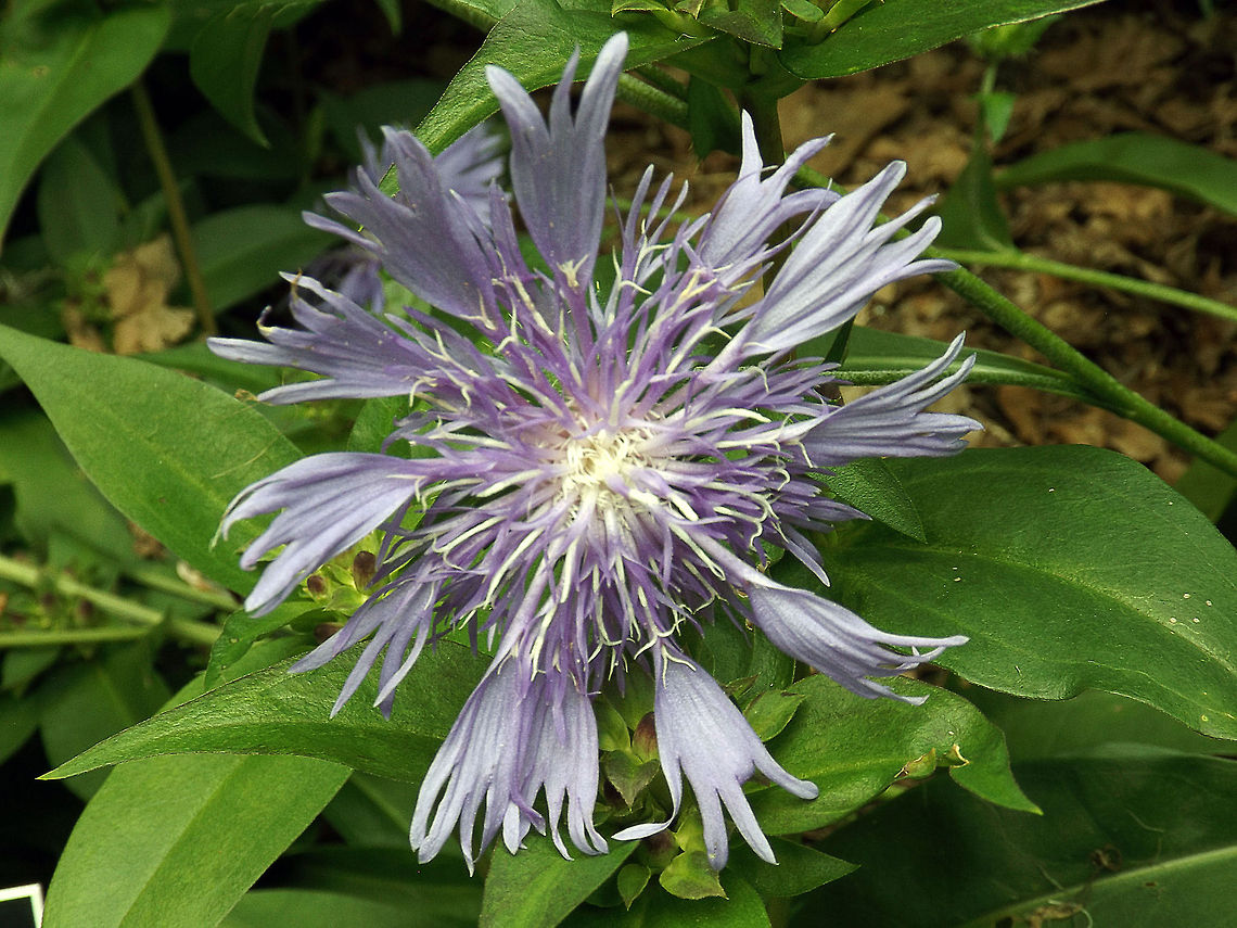 Stokes Aster Stokes aster is a low perennial, 12-18 in. tall, with a basal cluster of dark-green, lance-shaped leaves. The numerous, solitary, flower heads are 3-4 in. across, with deeply divided blue rays and very prominent blue florets from the disk.<br />
<br />
This species readily self-sows and adapts to many conditions. <br />
<br />
Taken at the Jenkins Arboretum &amp; Gardens located in Devon, Pa.. Stokesia (plant),Stokesia laevis,closeup,flowers,macro,stokes aster