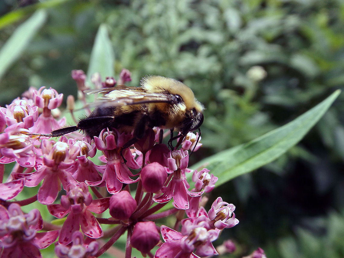 Working Bee pollinating a milkweed flower. Taken at the Jenkins Arboretum &amp; Gardens located in Devon, Pa.. bee,flower,flying insect,insect,macro,up close